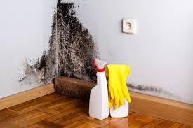 Best Mold Damage Restoration  in Regency At Monroe, NJ